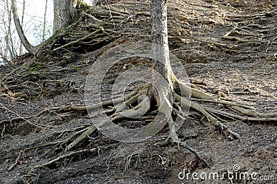 Exposed roots Stock Photo