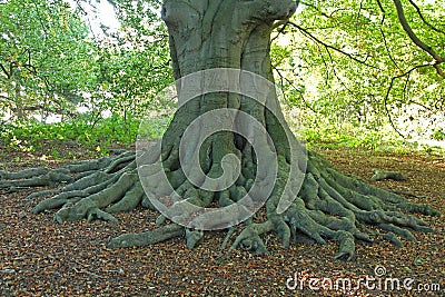 Exposed Roots. Stock Photo