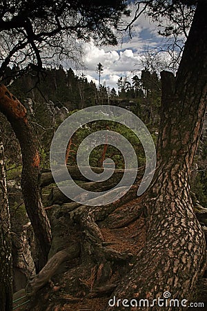 Exposed Roots Tree Stock Photo