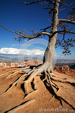 Exposed Roots Tree at Rim of Bryce Canyon Stock Photo