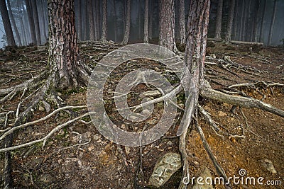 Exposed Scots Pine roots at Abernethy Caledonian forest in Scotland. Stock Photo