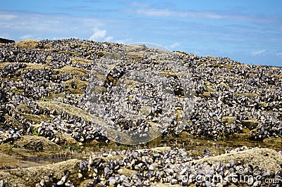 Exposed sea mussels Stock Photo