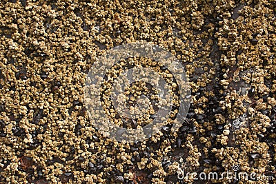 Barnacles and Mussels at Low Tide Stock Photo