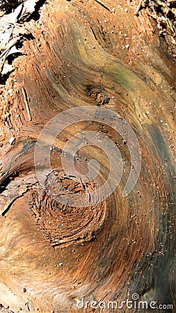Exposed tree root detail Stock Photo