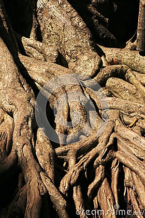 Exposed tree roots Stock Photo