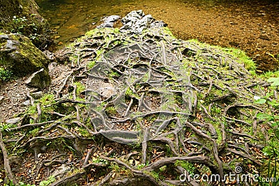 Exposed tree roots at Aira Falls, in the Lake District, England. Stock Photo