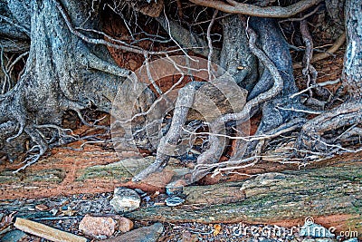 Exposed tree roots closeup Stock Photo