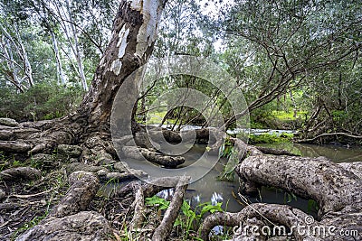 Exposed tree roots growing over water in Organ Pipes National Park, Victoria, Australia Stock Photo