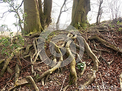 Walking Tree Roots Stock Photo