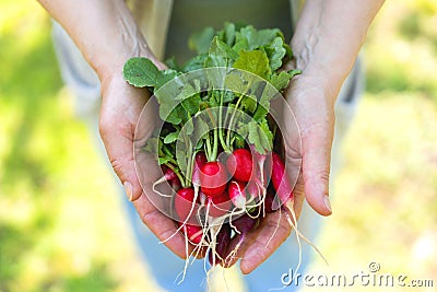 Exposition of fresh organic radish vegetables in hands Stock Photo