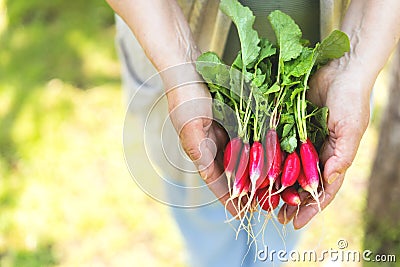 Exposition of fresh organic radish vegetablesin hands Stock Photo