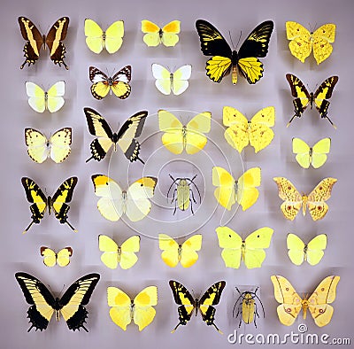 Exposition of variety of dead butterflies and bugs Editorial Stock Photo