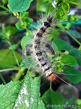 Exposure to caterpillars can cause a severe allergic reaction or anaphylaxis. These allergic reactions are dangerous Stock Photo