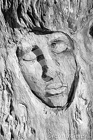 Expresive face carved into the bark of a tree Stock Photo