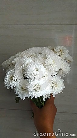 Express your spirituality, faith and innocence with this white aster flowers Stock Photo