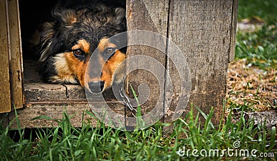 Expressive dog in wooden cage Stock Photo