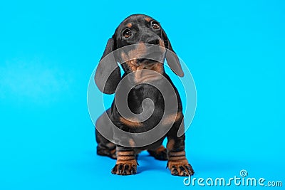Expressive portrait of cute black and tan dachshund puppy with smart and attentive look on blue background, copy space Stock Photo
