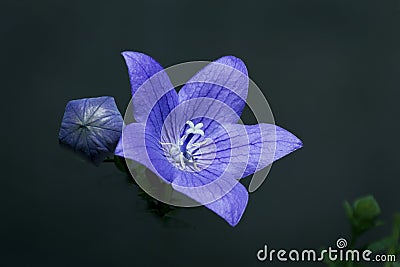 Blue Chinese Balloon Flower with One Flower and One Bud Stock Photo