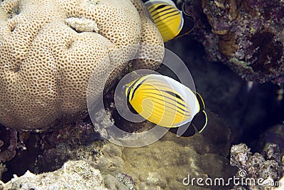 Exquisite butterflyfish (chaetodon paucifasciatus) Stock Photo