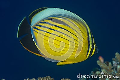 Exquisite butterflyfish swimming over Red Sea coral reef Stock Photo