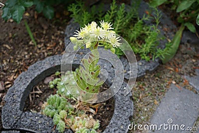 Blooming sedum in the garden. Berlin, Germany Stock Photo