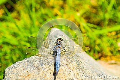 Exquisite blue dragonfly perched on rock Stock Photo