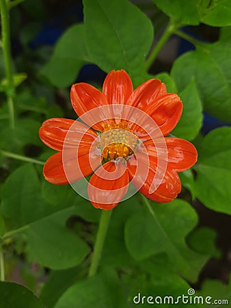 Exquisite Tithonia flower blossoms Stock Photo