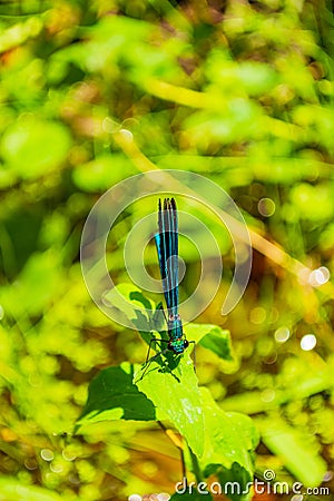 Exquisite turquoise dragonfly perched on green leaf Stock Photo