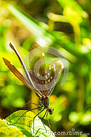 Exquisite turquoise dragonfly perched on green leaf Stock Photo
