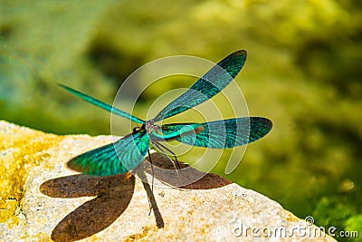 Exquisite turquoise dragonfly perched on rock Stock Photo