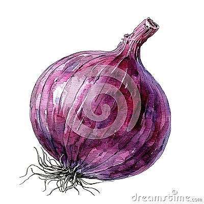 Exquisite watercolor depiction of a purple onion Stock Photo