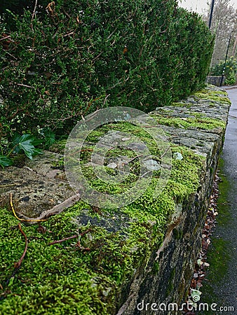 Extended angle green moss wall Stock Photo