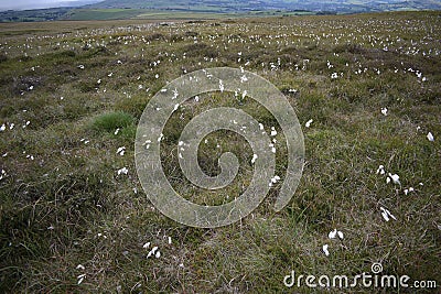 Cotton grass aplenty Stock Photo