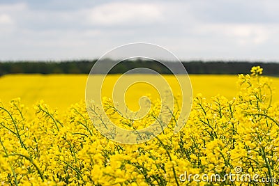 Extensive and beautifully flowering rapeseed field Stock Photo