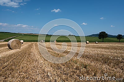 Wheat field after harvest with straw balls Stock Photo