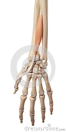 The extensor pollicis longus Cartoon Illustration