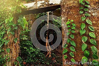 Exterior abandoned house covered with green ivy Stock Photo