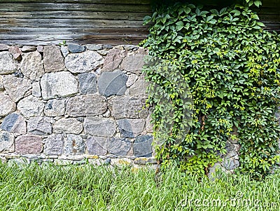 Exterior barn stone wall covered with green ivy Stock Photo