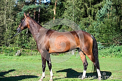 Exterior of bay purebred akhalteke mare Stock Photo