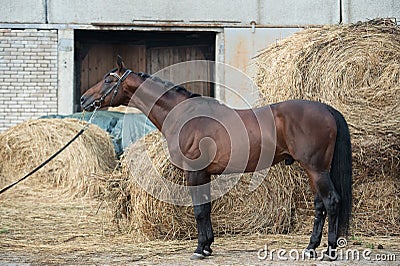 Exterior of beautiful bay Trakehner stallion against hay stacks Stock Photo
