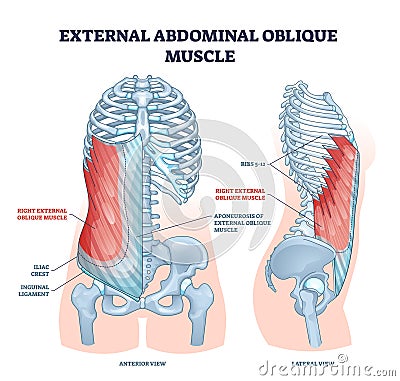 External abdominal oblique muscle with human ribcage bones outline diagram Vector Illustration