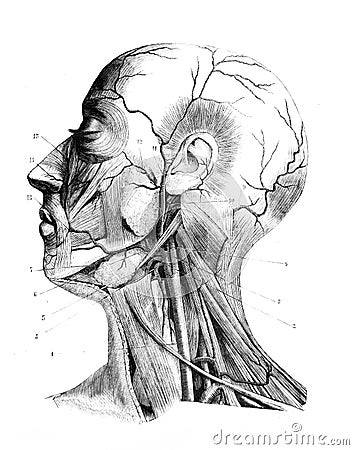 External carotid artery and its branches in the old book D`Anatomie Chirurgicale, by B. Anger, 1869, Paris Stock Photo