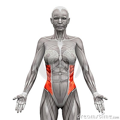 External Oblique Muscles - Anatomy Muscles isolated on white - 3 Cartoon Illustration