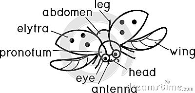 External structure of insect coloring page. Parts of body of flying ladybug with titles Stock Photo