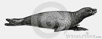 Extinct Caribbean monk seal, neomonachus tropicalis Vector Illustration