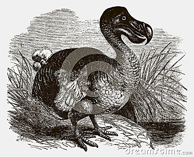 Extinct dodo raphus cucullatus standing near a water Vector Illustration