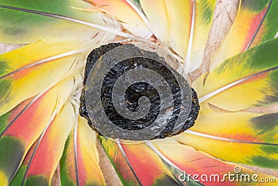 Extra Grade Black Tourmaline chunk in the middle of a circle made of colorful parrot feathers. Stock Photo