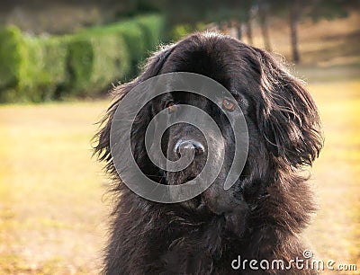 Extra large black newfoundland dog standing looking forward. Stock Photo