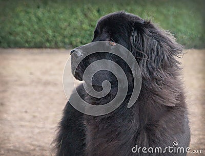 Extra large black newfoundland dog standing looking right Stock Photo