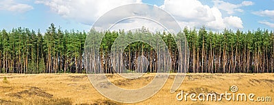 Extra large wide panoramic view of pine forest and cloudy sky. W Stock Photo